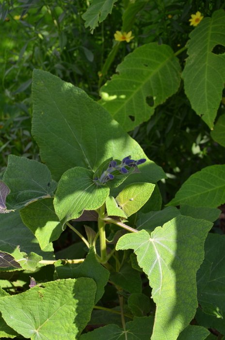 Salvia macrophylla (2)
